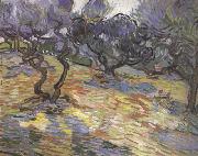 Vincent Van Gogh, Olive Trees:Bright Blue Sky (nn04)